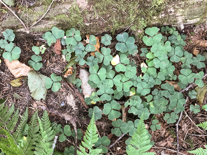 image of Oxalis montana, Mountain Wood-sorrel, American Wood-sorrel, Wood Shamrock, White Wood-sorrel