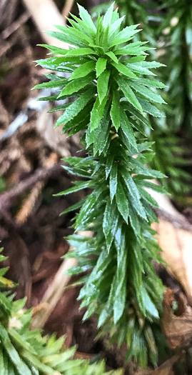 image of Huperzia lucidula, Shining Clubmoss, Shining Firmoss