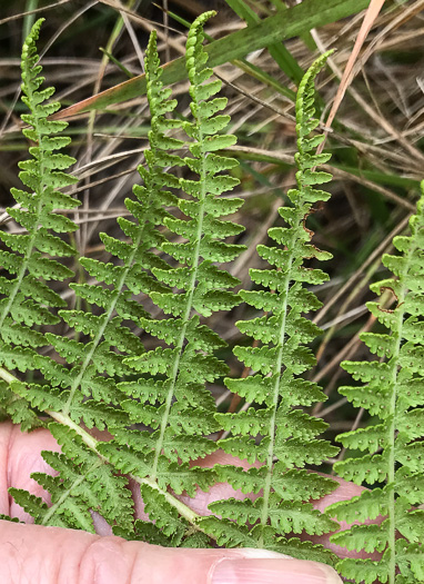 image of Sitobolium punctilobulum, Hay-scented Fern, Pasture Fern, Boulder Fern