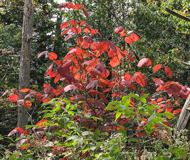 image of Viburnum lantanoides, Witch Hobble, Moosewood, Hobblebush, Tangle-legs