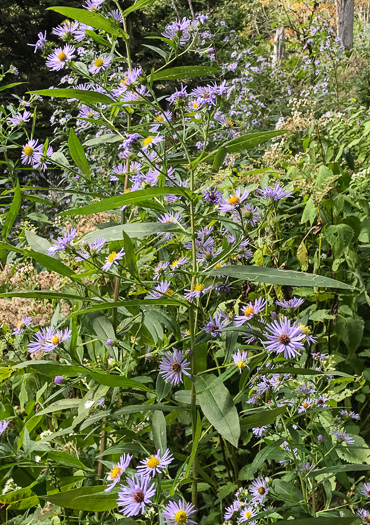 image of Symphyotrichum puniceum var. puniceum, Purplestem Aster, Swamp Aster