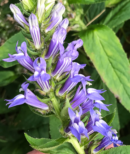 image of Lobelia siphilitica, Great Blue Lobelia