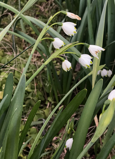 image of Leucojum aestivum, Summer Snowflake