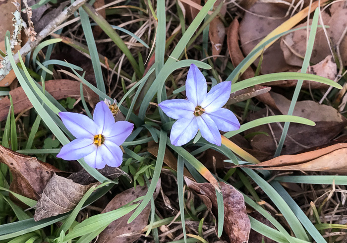 image of Ipheion uniflorum, Spring Starflower, Spring Star, Star of Bethlehem