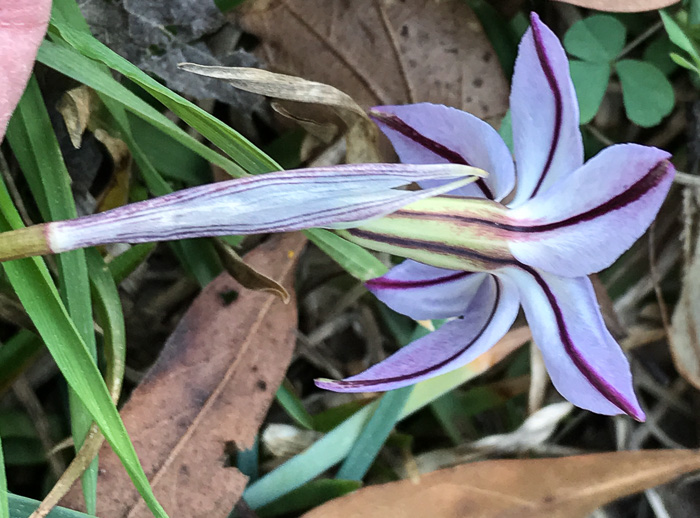 image of Ipheion uniflorum, Spring Starflower, Spring Star, Star of Bethlehem