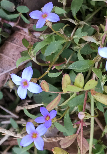 image of Houstonia pusilla, Tiny Bluet, Small Bluet