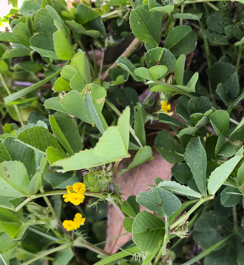 image of Medicago polymorpha, Toothed Medick, Smooth Bur-clover