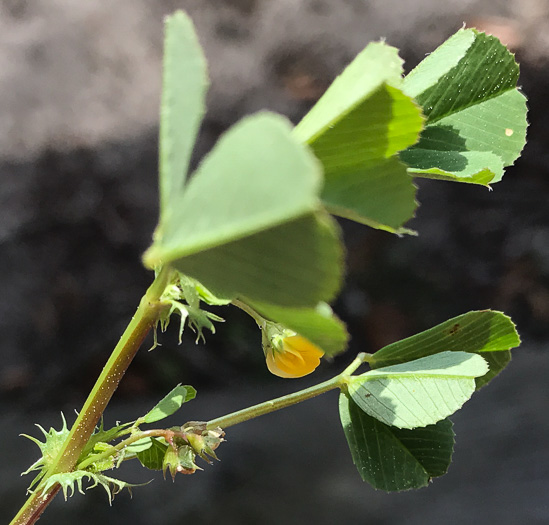 Medicago polymorpha, Toothed Medick, Smooth Bur-clover