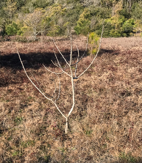 image of Zanthoxylum clava-herculis, Southern Toothache Tree, Hercules-club, Sea-ash, Southern Prickly-ash