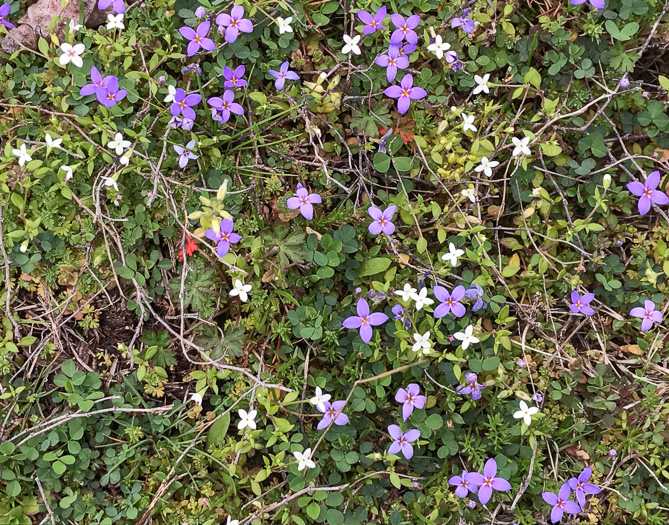 image of Houstonia micrantha, Southern Bluet