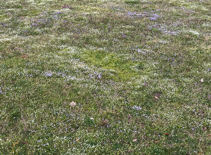 image of Houstonia micrantha, Southern Bluet