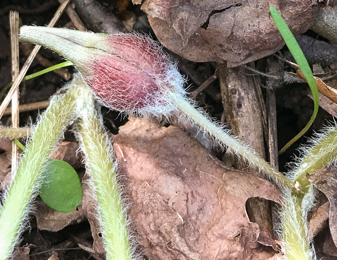 image of Asarum acuminatum, Acuminate Wild Ginger