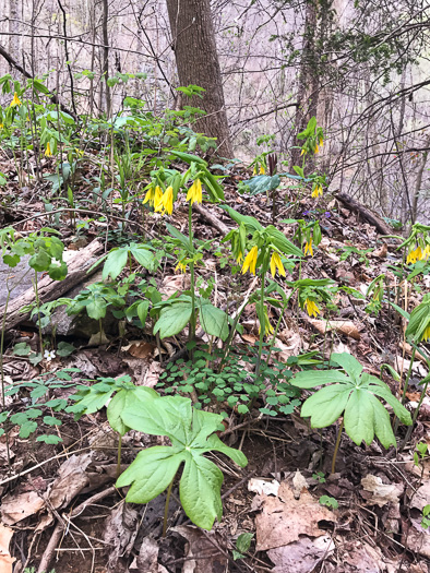 image of Uvularia grandiflora, Large-flowered Bellwort