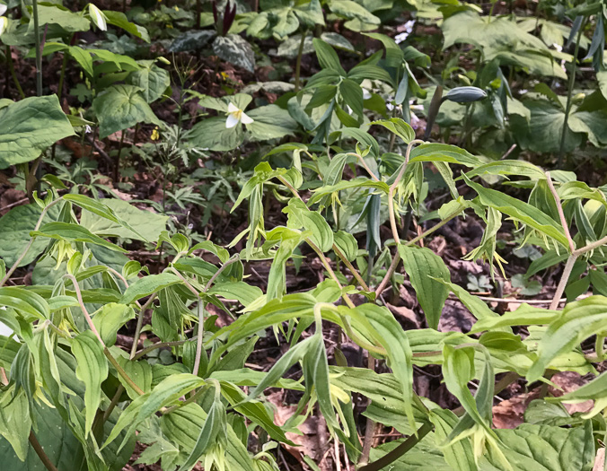 image of Prosartes lanuginosa, Yellow Mandarin, Yellow Fairybells