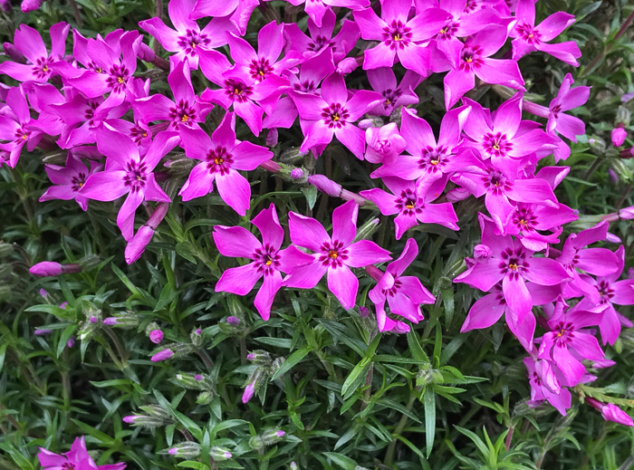 image of Phlox subulata, Moss Phlox, Mountain-pink, "Thrift"