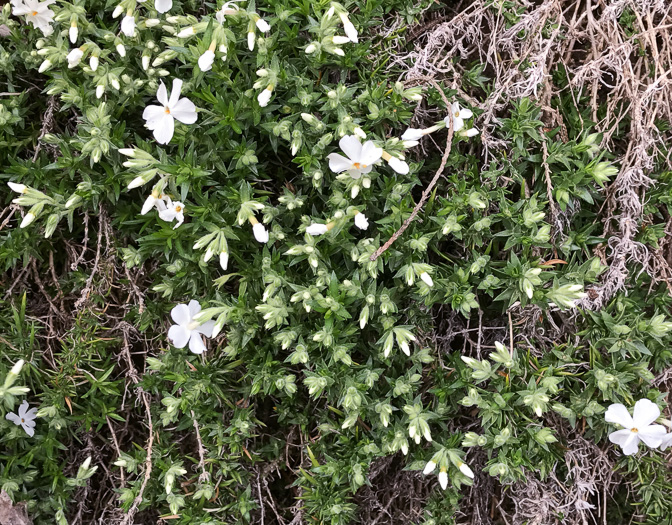 image of Phlox subulata, Moss Phlox, Mountain-pink, "Thrift"