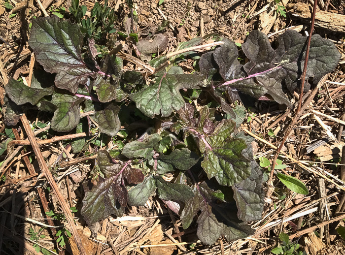 image of Salvia lyrata, Lyreleaf Sage, Cancer-weed