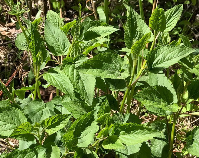 image of Scutellaria incana var. punctata, Hoary Skullcap, Downy Skullcap