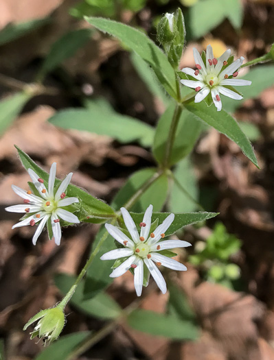 image of Stellaria pubera, Star Chickweed, Giant Chickweed, Great Chickweed, Common Starwort