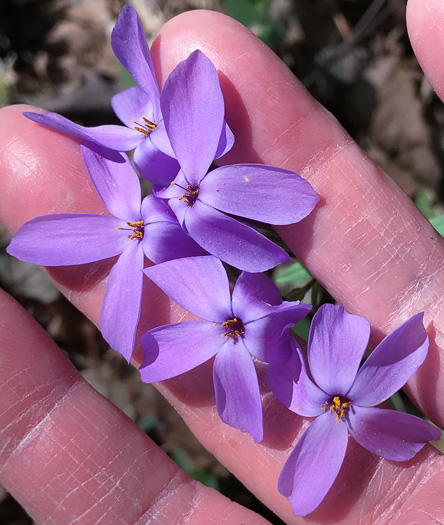 image of Phlox stolonifera, Creeping Phlox