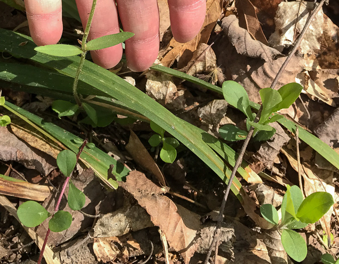 image of Phlox stolonifera, Creeping Phlox