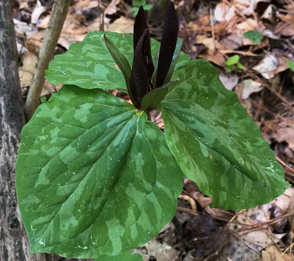 image of Trillium cuneatum, Little Sweet Betsy, Purple Toadshade