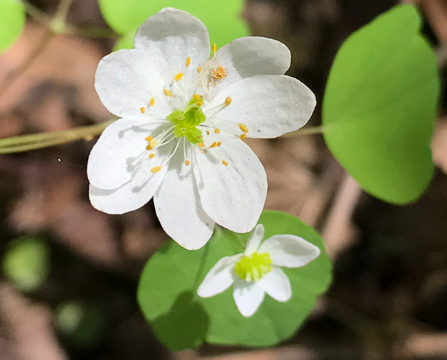 image of Thalictrum thalictroides, Windflower, Rue-anemone