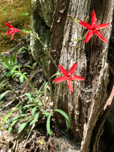 image of Silene virginica var. virginica, Fire-pink