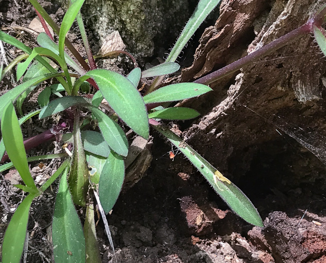 image of Silene virginica var. virginica, Fire-pink