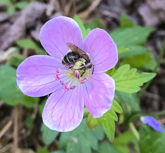 image of Geranium maculatum, Wild Geranium