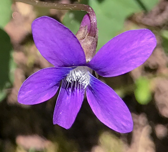 image of Viola palmata var. palmata, Wood Violet, Southern Three-lobed Violet