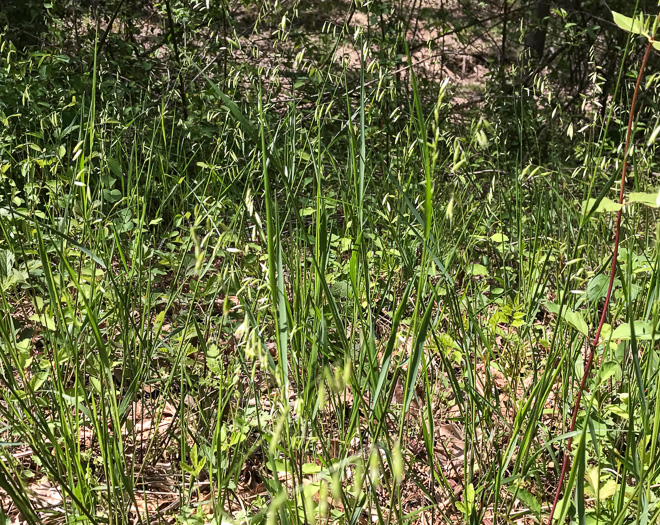 image of Melica mutica, Two-flower Melicgrass