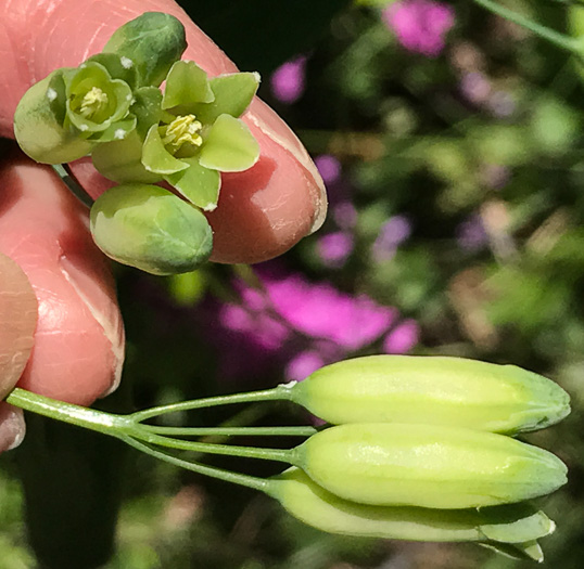 image of Polygonatum biflorum +, Smooth Solomon's Seal