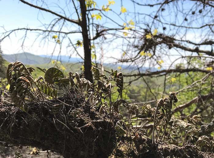 image of Pleopeltis michauxiana, Resurrection Fern, Scaly Polypody