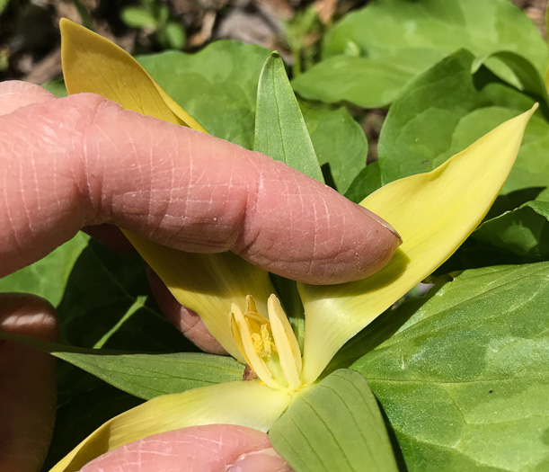 image of Trillium cuneatum, Little Sweet Betsy, Purple Toadshade