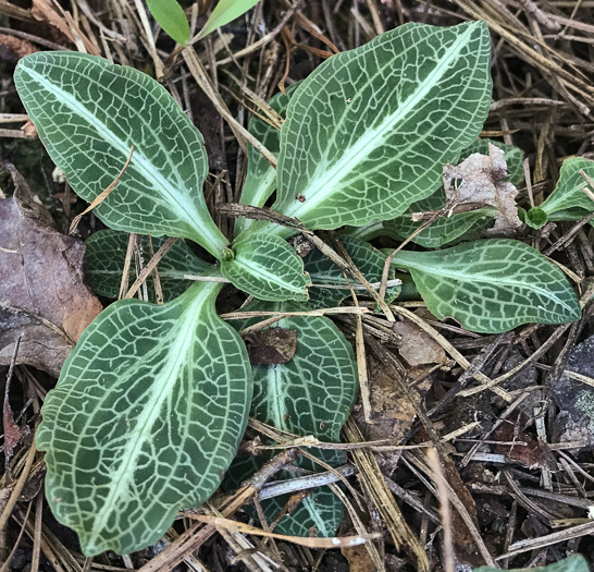 image of Goodyera pubescens, Downy Rattlesnake-orchid, Downy Rattlesnake-plantain