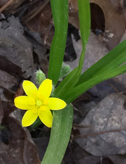 image of Hypoxis hirsuta, Yellow Stargrass, Hairy Yellow Stargrass, Common Stargrass, Upland Stargrass