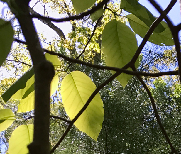 image of Magnolia acuminata var. acuminata, Cucumber Magnolia, Cucumber-tree