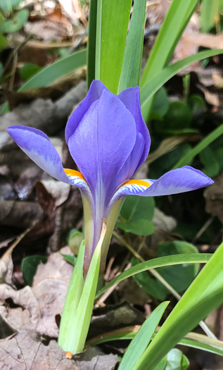 image of Iris verna var. smalliana, Upland Dwarf Iris, Upland Dwarf Violet Iris