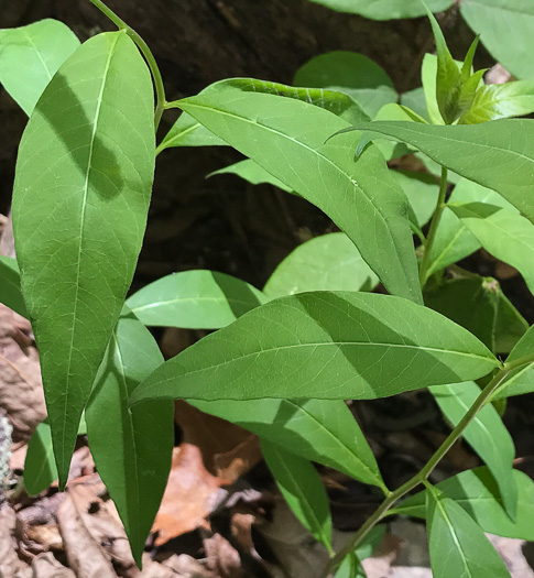 image of Amsonia tabernaemontana, Eastern Bluestar, Blue Dogbane, Wideleaf Bluestar