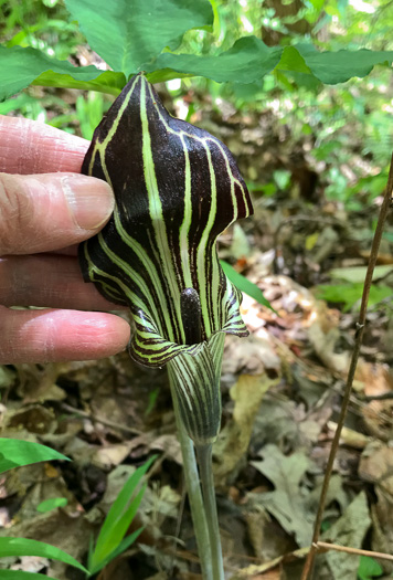 spathe