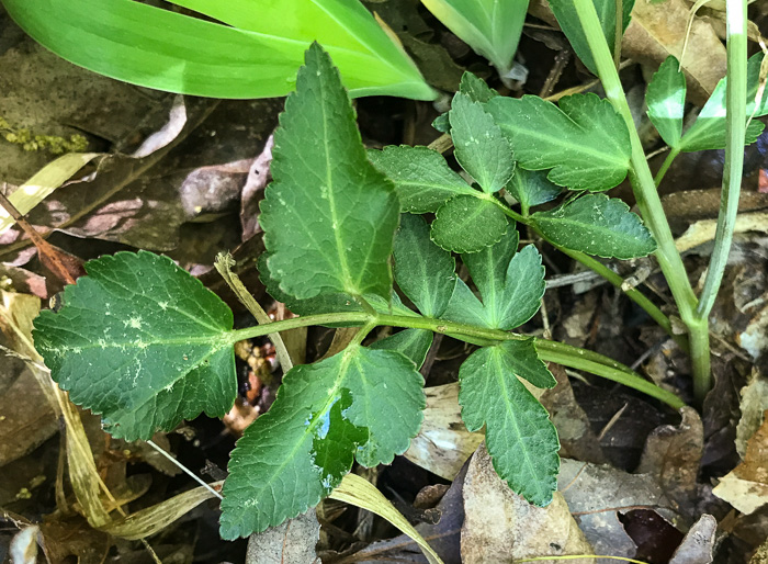 image of Zizia trifoliata, Mountain Golden-Alexanders