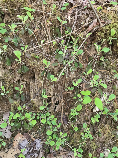 image of Antennaria plantaginifolia, Plantainleaf Pussytoes, Plantain Pussytoes