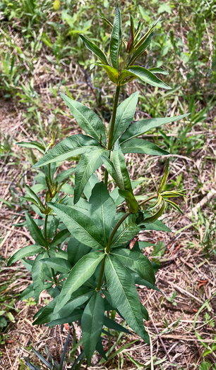 image of Coreopsis major var. rigida, Whorled Coreopsis, Stiffleaf Coreopsis, Greater Tickseed, Whorled Tickseed