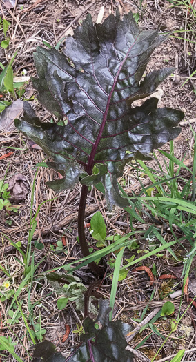 image of Silphium compositum var. compositum, Carolina Rosinweed, Compassplant, Rhubarb-leaved Rosinweed