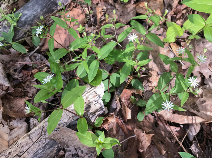 image of Stellaria pubera, Star Chickweed, Giant Chickweed, Great Chickweed, Common Starwort