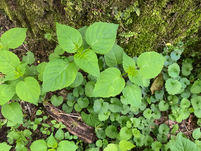 image of Circaea canadensis, Canada Enchanter's Nightshade