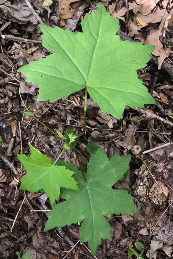 image of Hydrophyllum canadense, Mapleleaf Waterleaf, Broadleaf Waterleaf, Canada Waterleaf, Bluntleaf Waterleaf