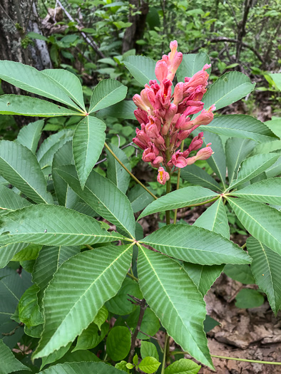 image of Aesculus sylvatica, Painted Buckeye