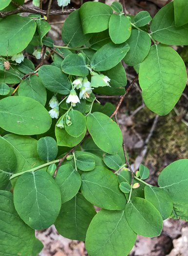 image of Vaccinium stamineum var. 2, Appalachian Deerberry